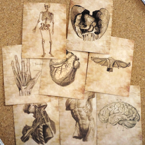 Vintage Anatomy Illustration Sticker Pack – Set of 10 Vinyl Stickers